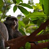 TANZANIA - Lake Manyara National Park - 01 Blu Monkey